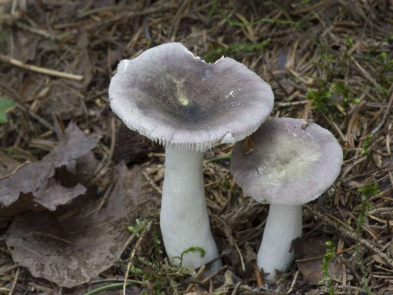 Russula azurea